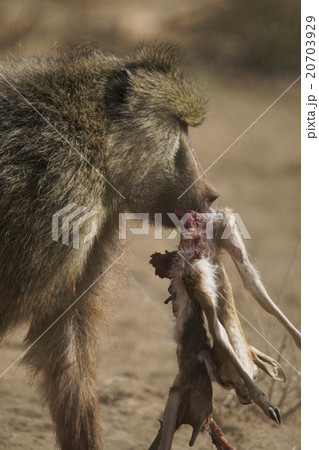 キイロヒヒ 野生動物 狩り ディクディクの写真素材