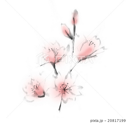 桜 墨絵 花 植物 フラワー 春のイラスト素材