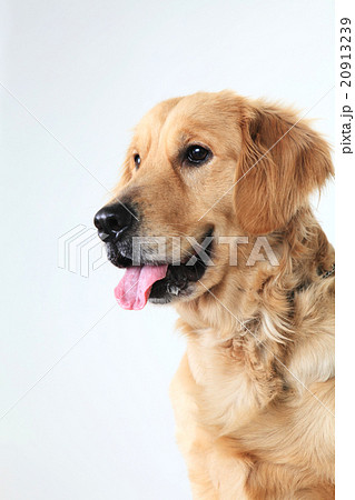 犬 ゴールデンレトリバー 賢い 盲導犬の写真素材