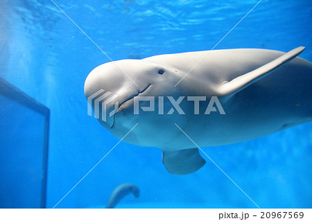 スナメリ 可愛い 動物 生物の写真素材