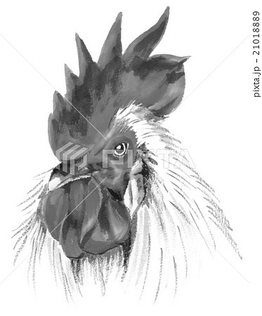 モノクロ 鶏 ニワトリ にわとりの写真素材