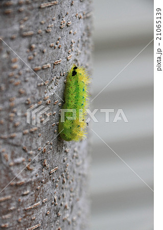 毒虫 イラガの幼虫 の写真素材
