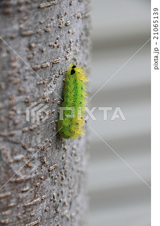 シバムシ 毛虫 キントキ 毒の写真素材