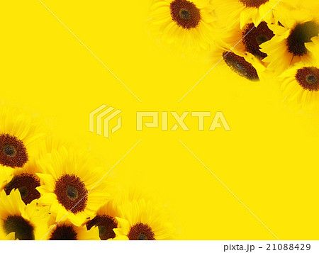 背景素材 花 向日葵 壁紙のイラスト素材