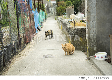 猫 田舎 路地と猫 田舎と猫の写真素材
