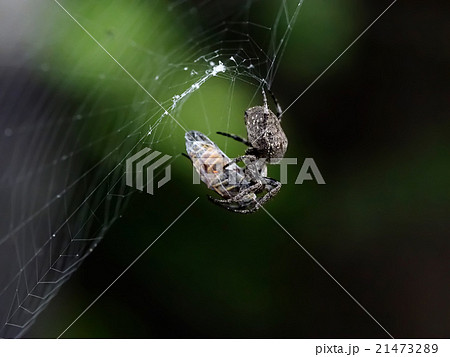 鬼蜘蛛の写真素材
