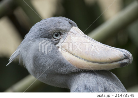 ハシビロコウ 鳥 くちばし 面白い顔の写真素材