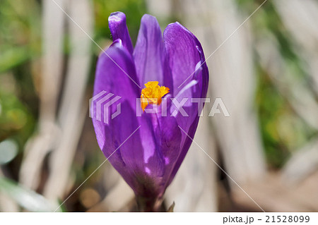 クロッカス ハナサフラン Crocusの写真素材