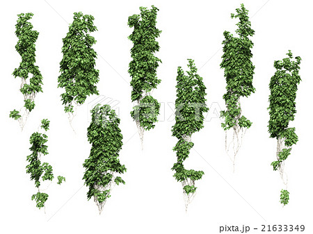 ツタ Png 切り抜き 白抜きのイラスト素材