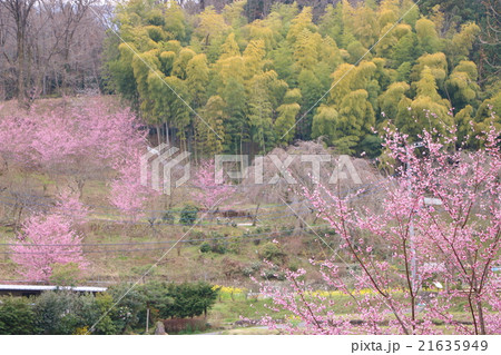 ベニザクラ 植物 紅桜の写真素材