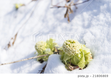 春 早春 雪解け ふきのとうの写真素材