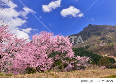 飯豊連峰 山 飯豊山 桜の写真素材 - PIXTA