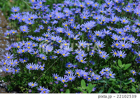 ブルーデージー 花言葉は 幸福 の写真素材