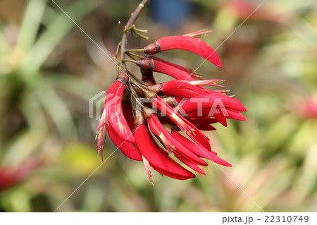 サンゴシトウ 珊瑚紫桐 梯梧 落葉樹 約1.5メートル サンゴシトウ 珊瑚