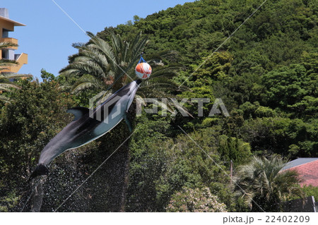 イルカ ショー ジャンプ ボールの写真素材