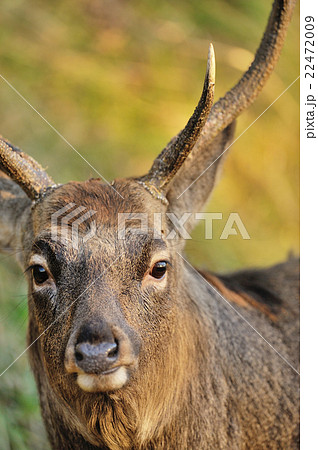 動物 鹿 正面 顔の写真素材