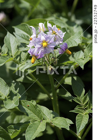 じゃがいもの花の写真素材