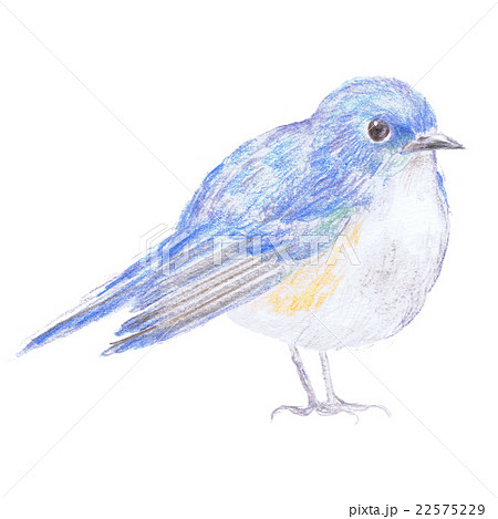 小鳥 生き物 色鉛筆画 アナログのイラスト素材