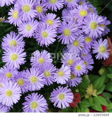 花 植物 宿根アスター ビクトリアの写真素材