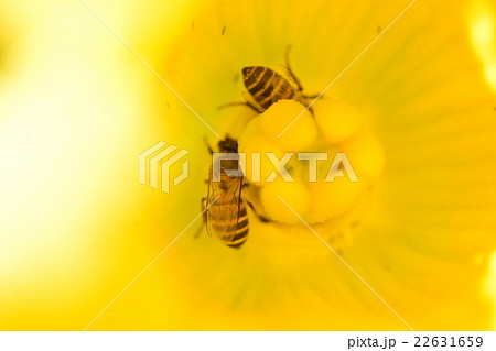 カボチャの花粉の写真素材