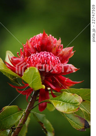 ワラタ 花の写真素材