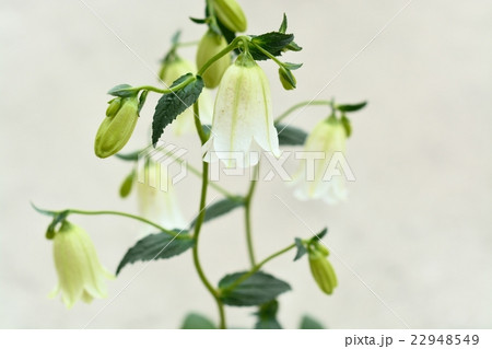 提灯花の写真素材