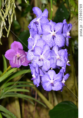 花 バンダ 植物 蘭の写真素材
