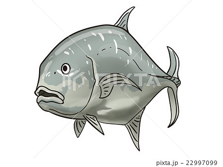 ロウニンアジ 海水魚 アジ ｇｔのイラスト素材