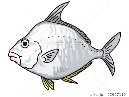 ヒイラギ 魚 海水魚 釣りの魚の写真素材