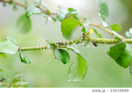相利共生 昆虫の写真素材