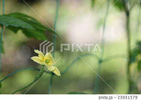 雌花 ツルレイシ 花 植物の写真素材