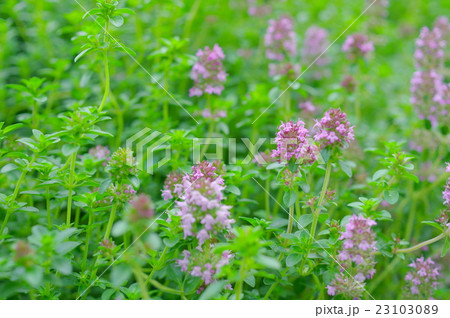 Thymus タイム 木立麝香草 キダチジャコウソウの写真素材