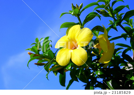 花 植物 アラマンダ クローズアップの写真素材