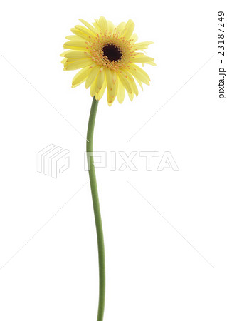 ガーベラ 黄色 一輪 花の写真素材