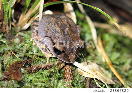 コノハガエルの写真素材