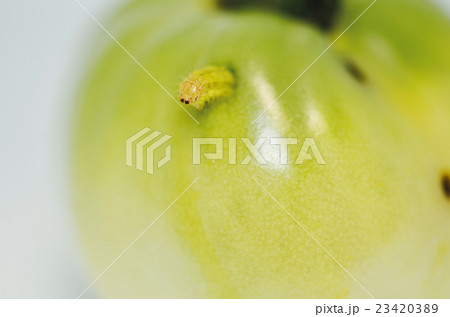 トマト 芋虫 農薬 害虫の写真素材