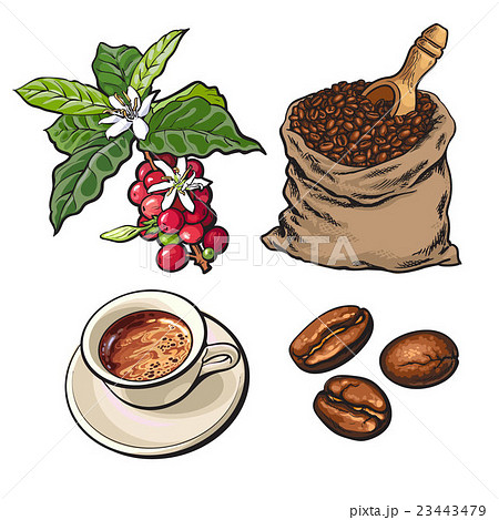 収穫 コーヒー豆 珈琲豆 小枝のイラスト素材