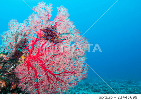 海中 サンゴ 珊瑚 磯花の写真素材