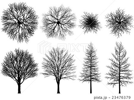 ベクター 木 冬枯れ 枝のイラスト素材