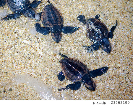 海亀 タイマイ 子ガメ ウミガメの写真素材