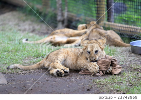 食物連鎖 サバンナの写真素材