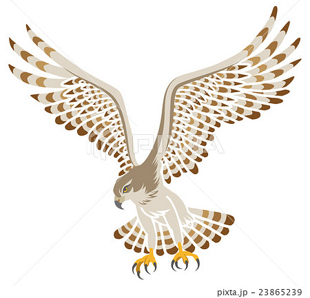 鷹 鳥 飛ぶ クマタカのイラスト素材