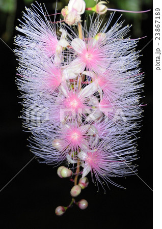 さがり花 沖縄の花 夜の花 深夜の花の写真素材