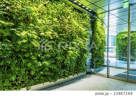 壁面緑化 エントランス ツタ 蔦の写真素材