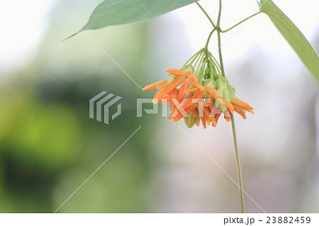 花 植物 イエライシャン 夜来香の写真素材