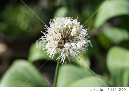 ギョウジャニンニクの花 行者ニンニクの花 行者ニンニク ぎょうじゃにんにくの写真素材