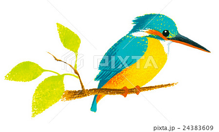 鳥のイラスト カワセミ 手描きのイラスト素材