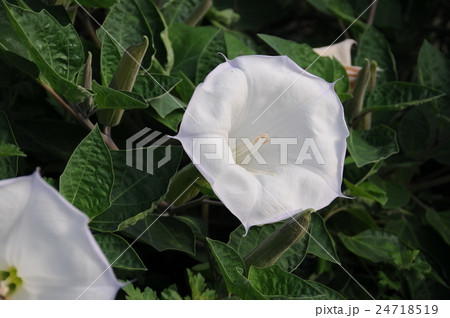 Thorn Apple 幻覚 ダチュラの写真素材