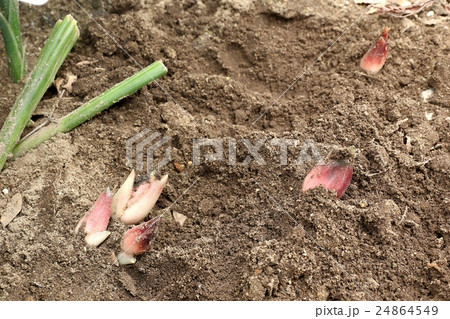 ミョウガ みょうが 土 新鮮の写真素材