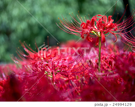 彼岸花 地獄 幻想的 花の写真素材